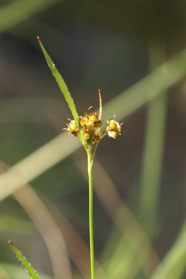 Luzula meridionalis